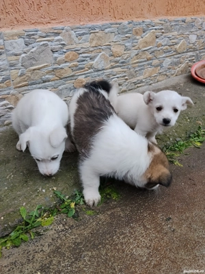 Câini bichon  - imagine 4