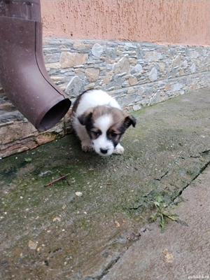 Câini bichon  - imagine 5