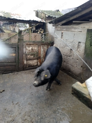 Vând porc gras la 150 kg - imagine 4