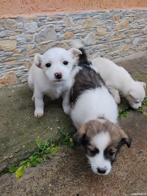 Câini bichon  - imagine 3