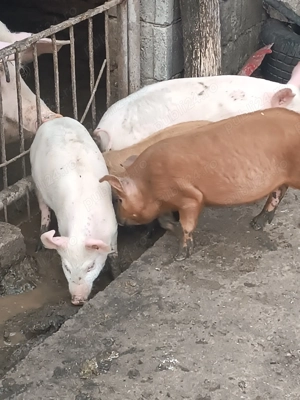 Vând purcei de carne - imagine 3