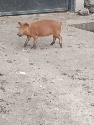 Vând purcei de carne - imagine 5