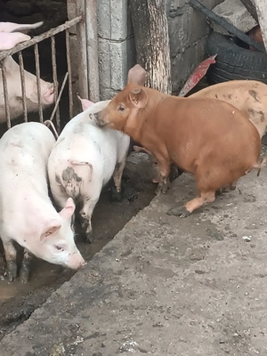 Vând purcei de carne - imagine 2