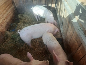 Porci de vânzare - imagine 2