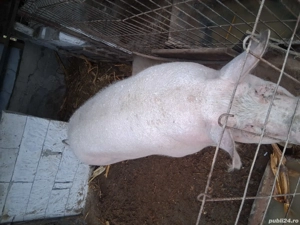 Vand porci  - imagine 3