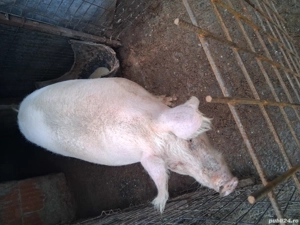 Vand porci  - imagine 4