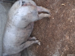 Vand porci  - imagine 2