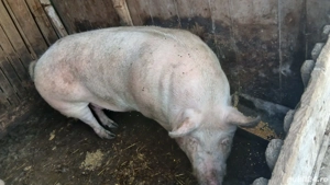 Porc-de-Crăciun. Super-Preț Bio. - imagine 2