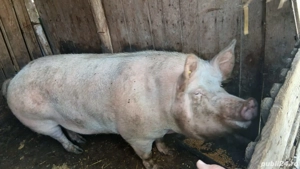 Porc-de-Crăciun. Super-Preț Bio. - imagine 5