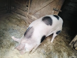 Porc de vânzare - imagine 3