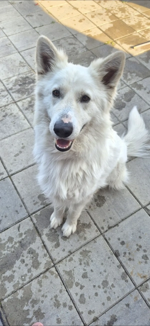 Donez ciobanesc alb elvetian