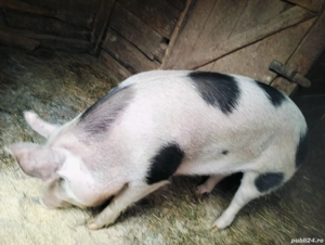 Porc de vânzare - imagine 2