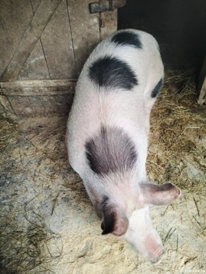 Porc de vânzare - imagine 5