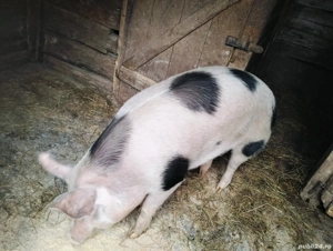 Porc de vânzare - imagine 4