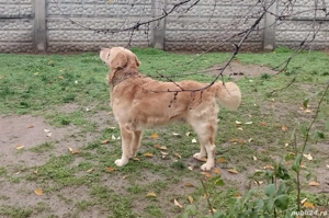 Ofer spre adopție Golden retriever - imagine 2