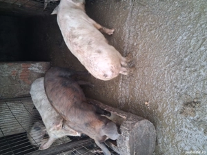 vand grasuni  - imagine 4