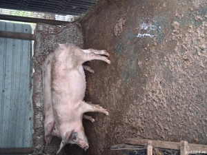 vand grasuni  - imagine 3