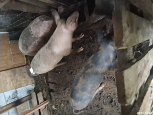 vand grasuni  - imagine 5