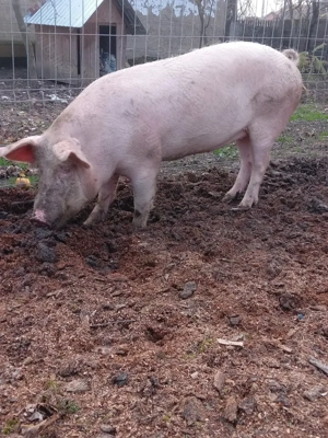 Vând grasună 100 110 kg preț 15 kg 