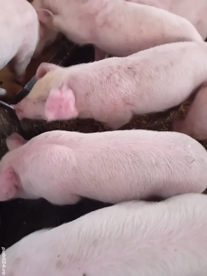 purcei pik 9 săptămâni 210 lei