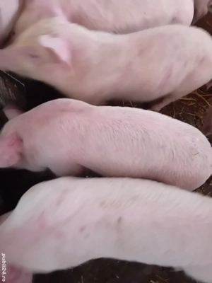 purcei pik 9 săptămâni 210 lei - imagine 2