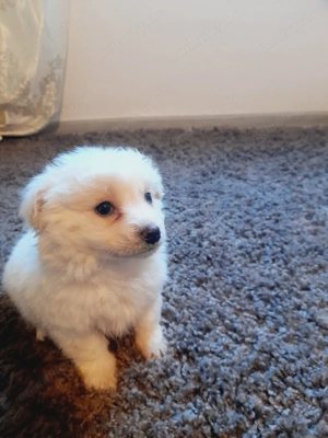 Cațelus bichon are 2 luni - imagine 2