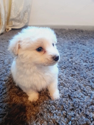 Cațelus bichon are 2 luni