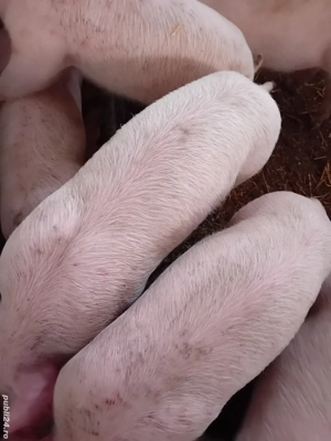 purcei pik 9 săptămâni 210 lei - imagine 4