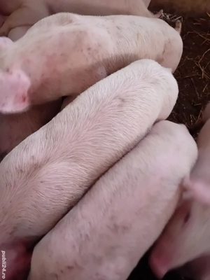 purcei pik 9 săptămâni 210 lei - imagine 5