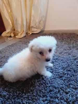 Cațelus bichon are 2 luni - imagine 3