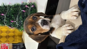 Vând pui de Beagle tricolor 