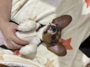 Vând pui de Beagle tricolor  - imagine 2