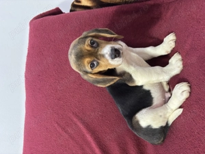 Vând pui de Beagle tricolor  - imagine 3