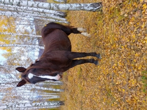 Vând cârlană din cai buni  - imagine 2