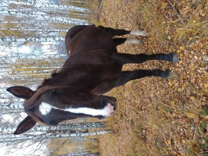 Vând cârlană din cai buni  - imagine 4