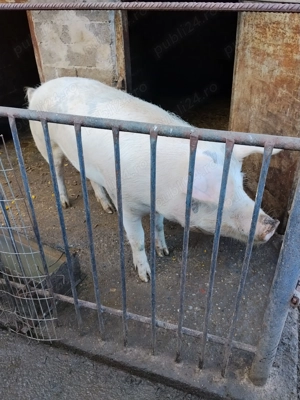 Porc de vânzare.  - imagine 2