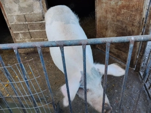 Porc de vânzare.  - imagine 5