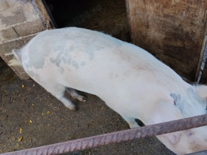 Porc de vânzare.  - imagine 4