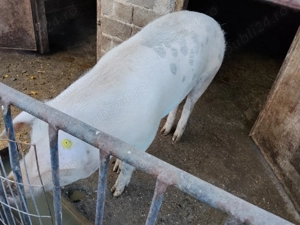 Porc de vânzare.  - imagine 3