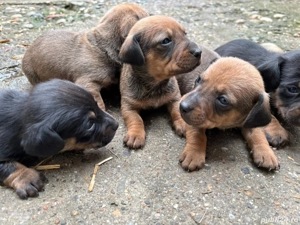 disponibili teckeli  - imagine 2