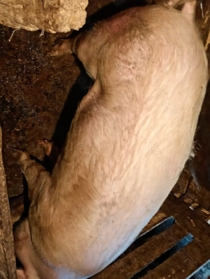 Vând porc,de 150 kg crescut în gospodărie, 18 lei kg. - imagine 3