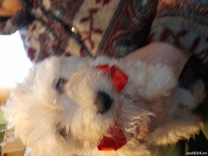 caței de vanzare - imagine 3