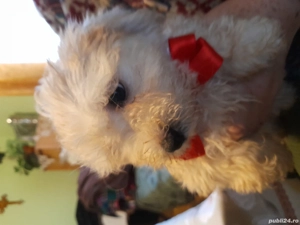 caței de vanzare - imagine 4