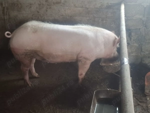 De vânzare Curtea de Argeș 