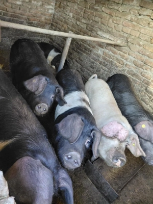 Porci de vânzare Hampshire 