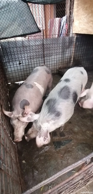 Porc de carne  - imagine 4