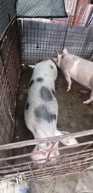 Porc de carne  - imagine 5