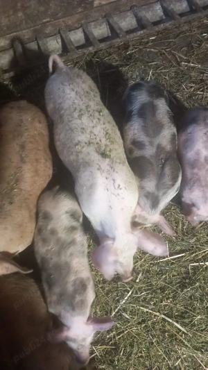 Purcei de vânzare - imagine 3