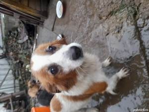 caței spre adopție - imagine 3