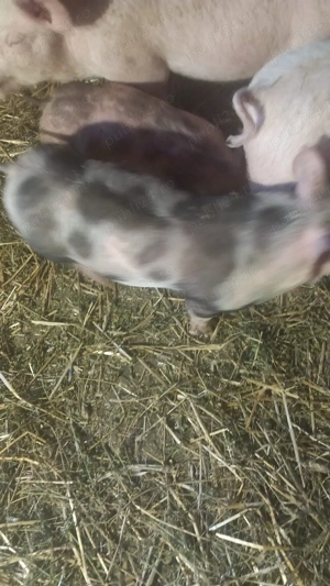 Purcei de vânzare - imagine 2